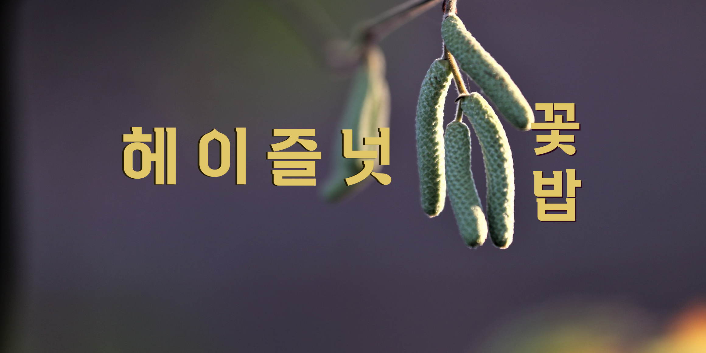 DXHazelnut font in use