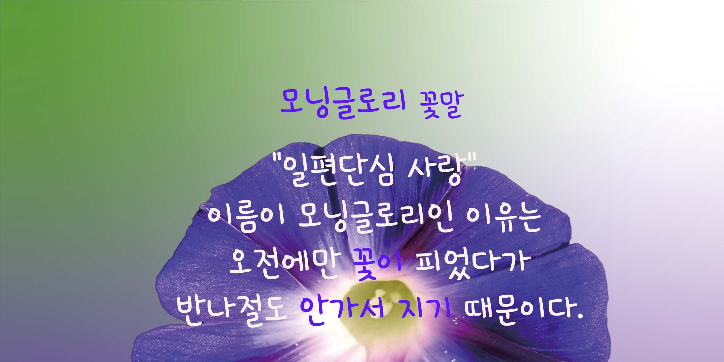 DX모닝글로리 font in use