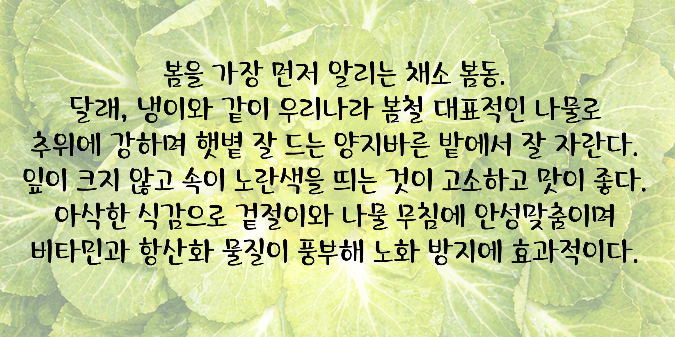 DX봄동 font in use