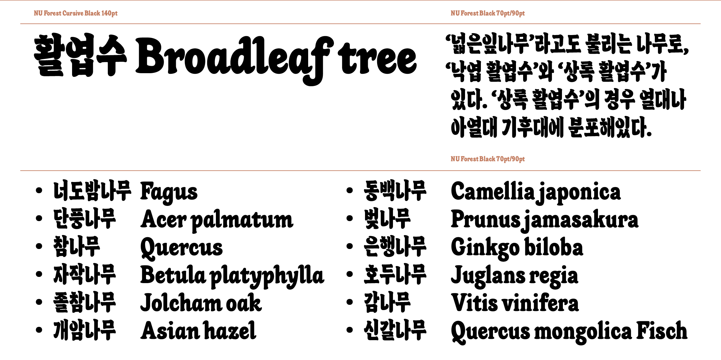 NU Forest font in use