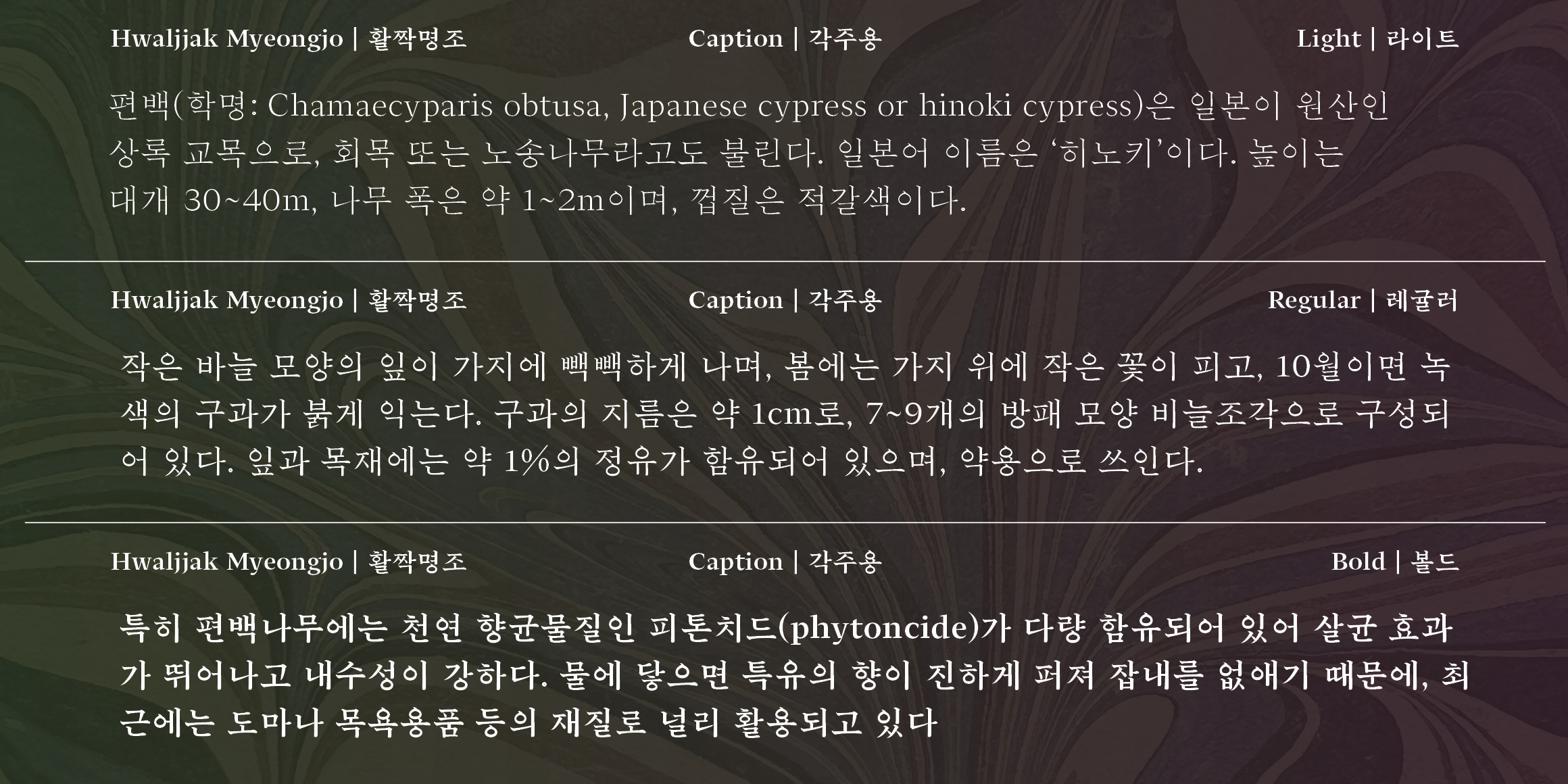 활짝명조 각주용 font in use