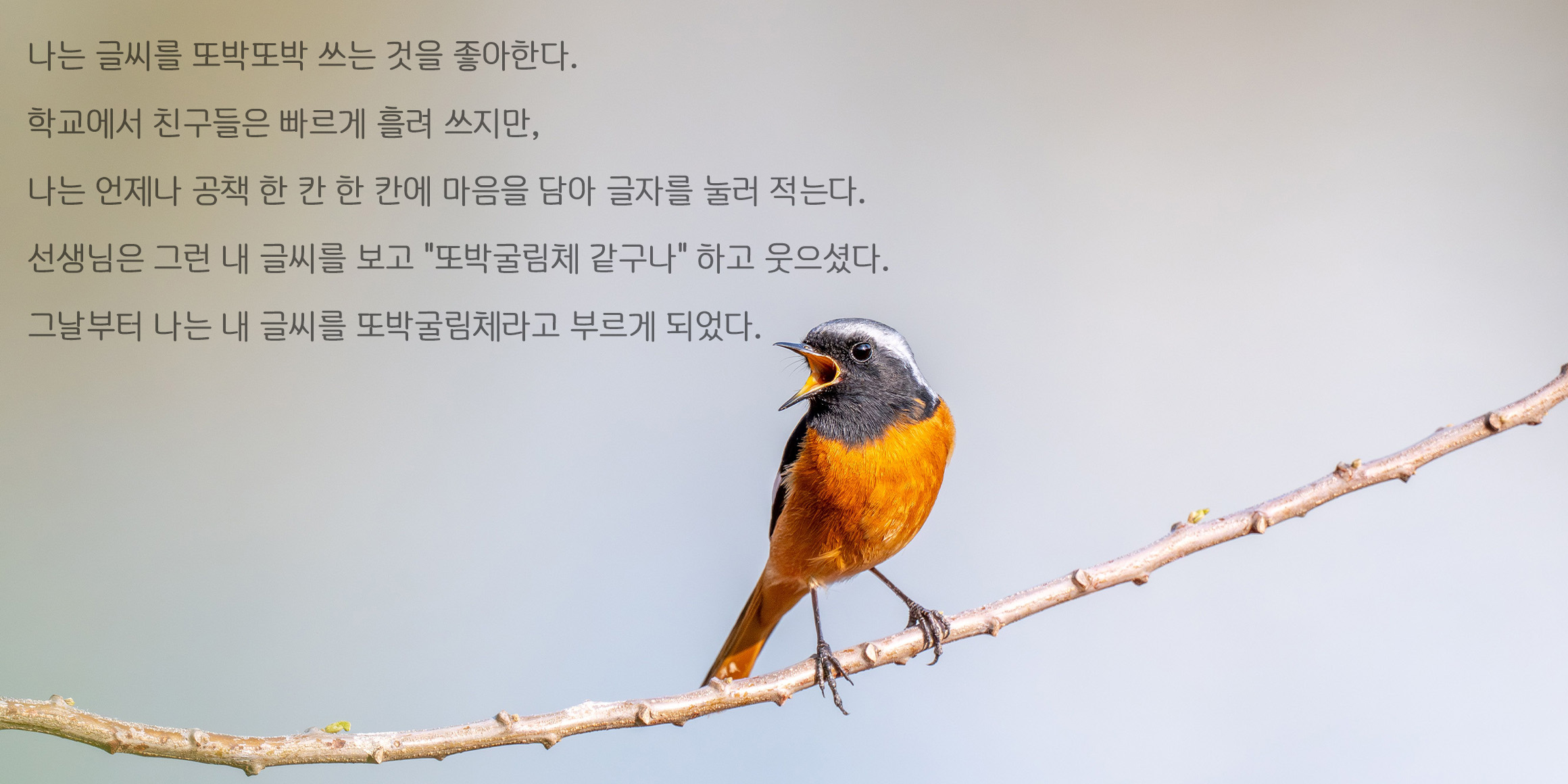타이포_또박굴림 font in use